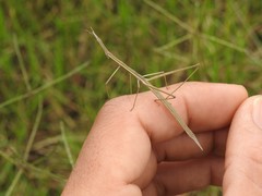 Tetanorhynchini