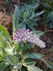 Lupinus villosus
