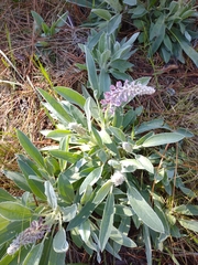 Lupinus villosus