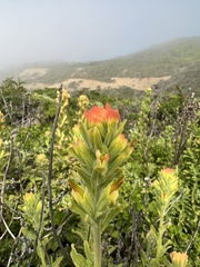 Castilleja latifolia