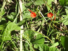 Ipomoea rubriflora