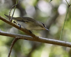 Black-Whiskered Vireo photo 4