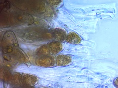 Gymnosporangium effusum