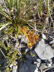 Aciphylla similis