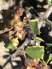 Ceanothus decornutus