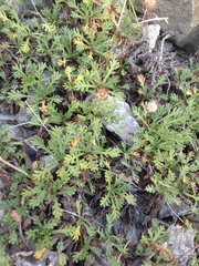 Leptinella pyrethrifolia