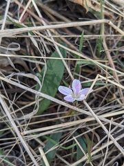 Claytonia rosea