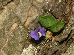 Viola communis