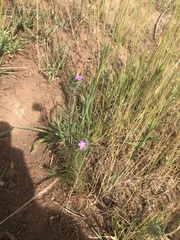 Leptosiphon ciliatus