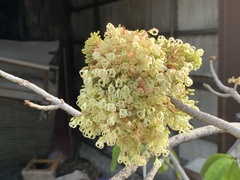 Sterculia monosperma