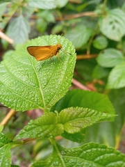 Anthoptini