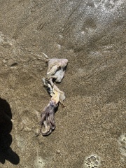 Doryteuthis opalescens