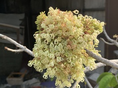 Sterculia monosperma