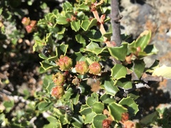 Ceanothus decornutus