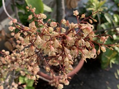 Sterculia monosperma