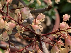 Sterculia monosperma