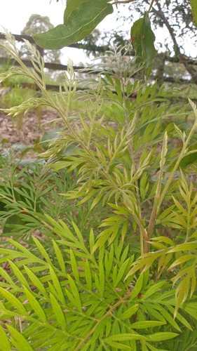 silkoak (Grevillea robusta)