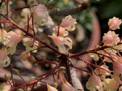 Sterculia monosperma