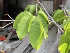 Sterculia monosperma