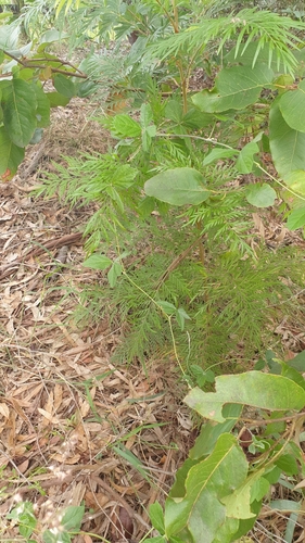 Grevillea robusta
