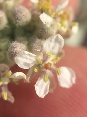 Dimorphocarpa wislizeni