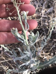 Dimorphocarpa wislizeni