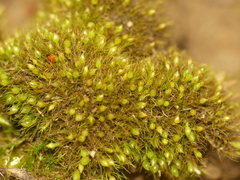 Pleuridium subulatum