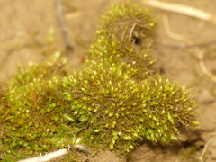 Pleuridium subulatum