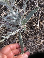 Dimorphocarpa wislizeni