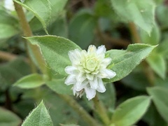 Gomphrena serrata