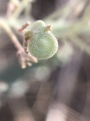 Dimorphocarpa wislizeni