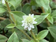 Gomphrena serrata
