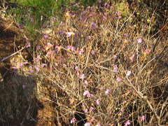 Rhododendron mucronulatum