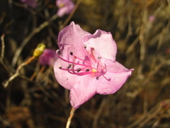 Rhododendron mucronulatum