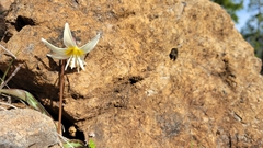 Erythronium citrinum