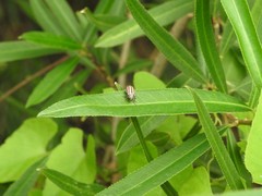 Disonycha bicarinata