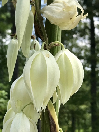 Yucca cernua