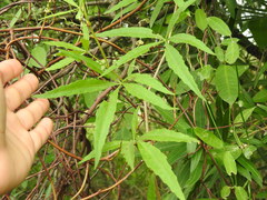 Cissus palmata