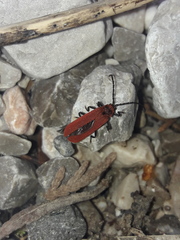 Lopheros rubens