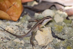 Leiocephalus macropus immaculatus