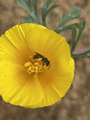 Micralictoides ruficaudus