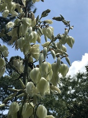 Yucca cernua