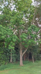 Flindersia australis