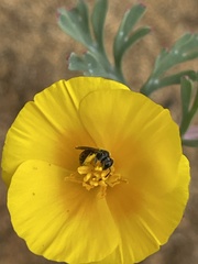 Micralictoides ruficaudus