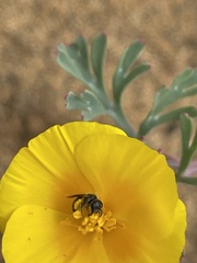 Micralictoides ruficaudus