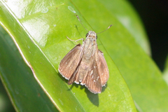 Pelopidas lyelli