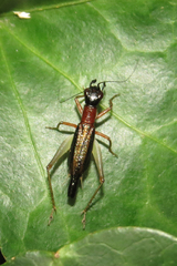 Cranistus colliurides