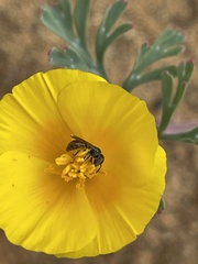 Micralictoides ruficaudus