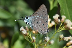 Pseudolycaena