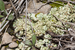 Squamarina cartilaginea